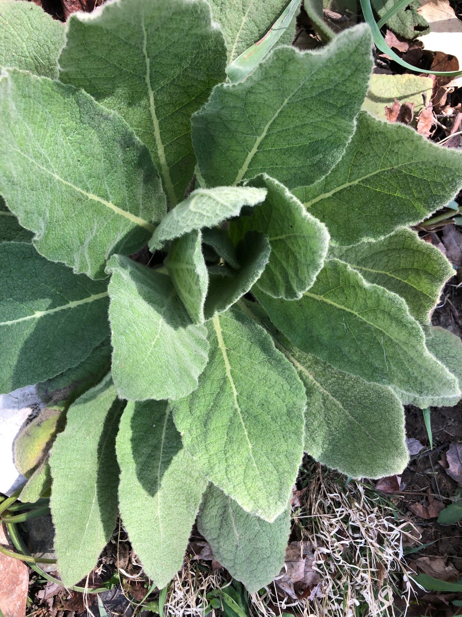 common mullein